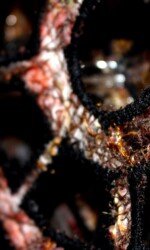 Evolution - Saraden Designs Evolution - Saraden Designs