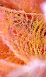 Fashions Finest - Saraden Designs - Flourish Fashions Finest - Saraden Designs - Flourish