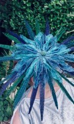 Saraden Designs - Oceanic Nature Collection Saraden Designs - Oceanic Nature Collection