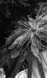 Saraden Designs - Oceanic Nature Collection Saraden Designs - Oceanic Nature Collection